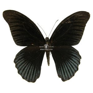 PAPILIO MEMNON